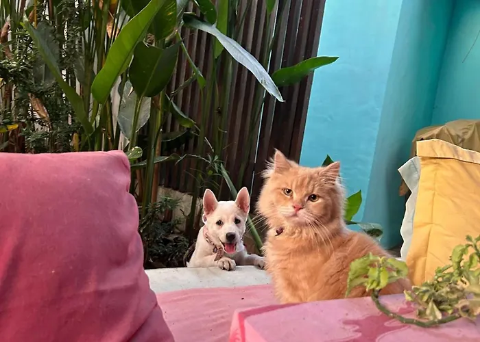 ゲストハウス Shalana Homestay- Formerly Teka Teki House